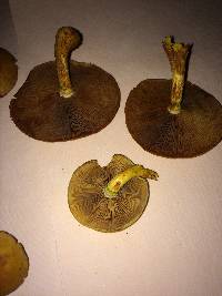 Gymnopilus luteus image