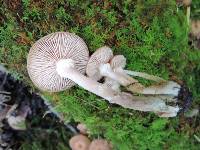 Armillaria solidipes image