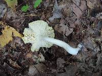 Tricholoma sejunctum image