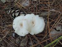 Clitocybe americana image