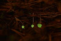Mycena perlae image