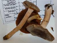 Lactarius hibbardae image