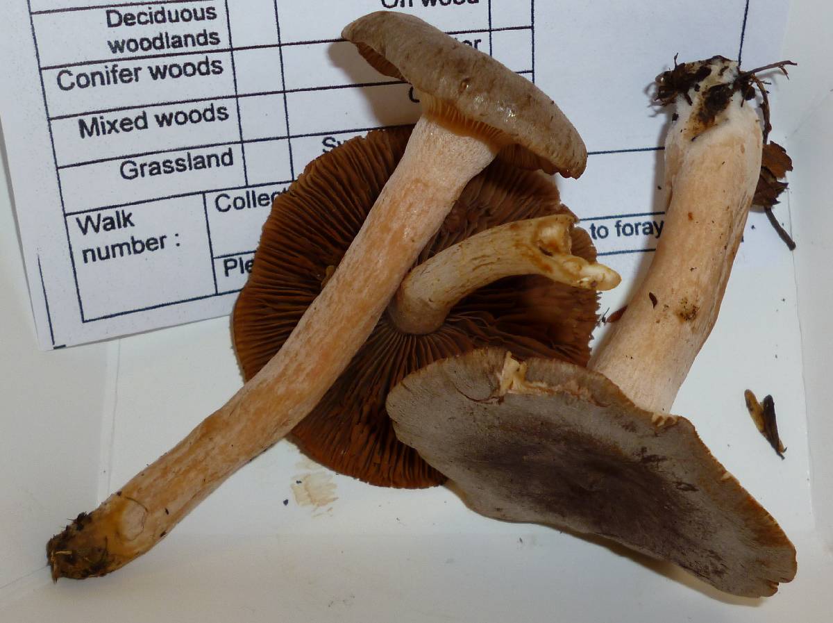 Lactarius hibbardae var. hibbardae image