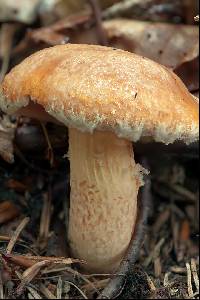 Suillus tridentinus image