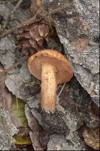 Suillus tridentinus image