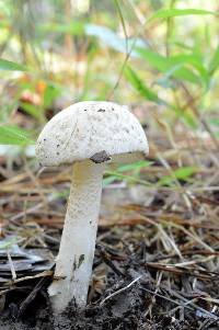 Amanita pseudovolvata image