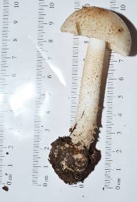 Amanita pseudovolvata image