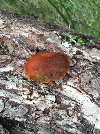 Gymnopilus thiersii image