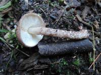 Lepiota fuscovinacea image