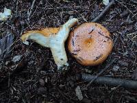 Lactarius croceus image