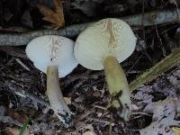 Lactarius mucidus image