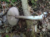 Entoloma violaceum image