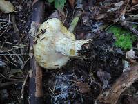 Lactarius scrobiculatus var. canadensis image