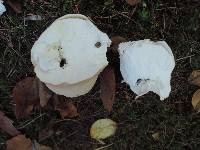 Calvatia craniiformis image