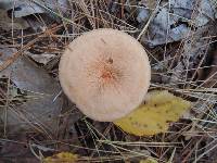 Lactarius areolatus image