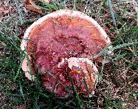 Ganoderma sessile image