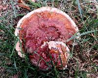 Ganoderma sessile image