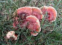 Ganoderma sessile image