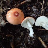 Leucoagaricus rubrotinctus image