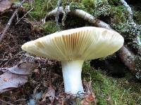 Russula ochroleuca image