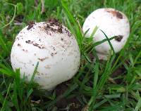 Termitomyces reticulatus image