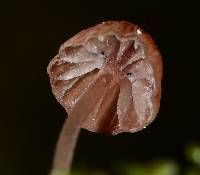 Mycena nebula image