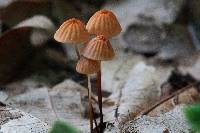 Marasmius siccus image