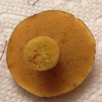 Suillus punctipes image