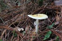 Amanita xylinivolva image