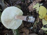 Tricholoma atrosquamosum var. squarrulosum image