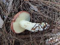 Suillus weaverae image