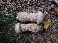 Lycoperdon excipuliforme image