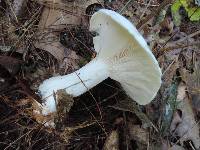 Clitocybe robusta image