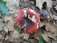 Russula vinacea image