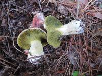 Hypomyces luteovirens image