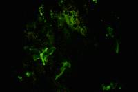 Mycena nebula image