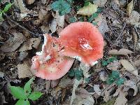 Russula flavisiccans image