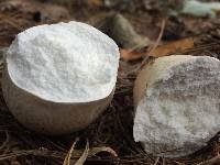 Calvatia cyathiformis image