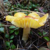 Hygrophorus speciosus image