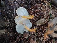 Cystoderma amianthinum image