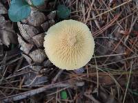 Cystoderma amianthinum image