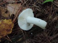 Russula silvestris image