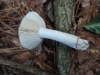 Russula silvestris image