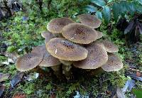 Armillaria solidipes image