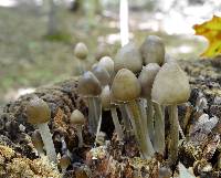 Mycena inclinata image