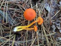 Hygrocybe miniata image