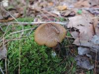 Entoloma formosum image