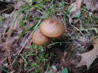 Entoloma formosum image