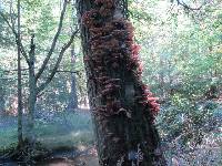 Armillaria solidipes image