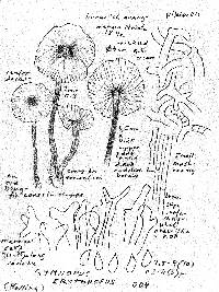Gymnopus erythropus image